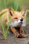 avatar_thcfox